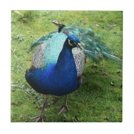 Regal Peacock Power  Tegeltje