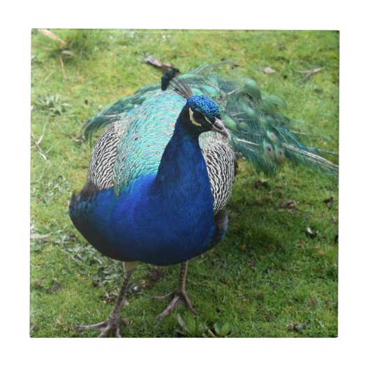 Regal Peacock Power Tegeltje (Voorkant)