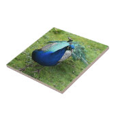 Regal Peacock Power Tegeltje (Zijkant)