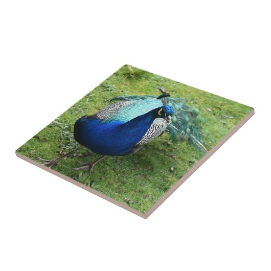 Regal Peacock Power Tegeltje (Zijkant)