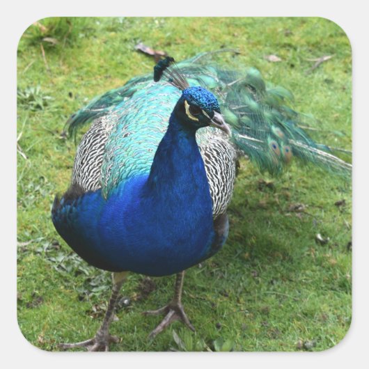 Regal Peacock Power Vierkante Sticker (Voorkant)