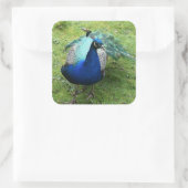 Regal Peacock Power Vierkante Sticker (Tas)