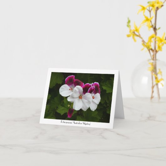 Regal Pelargonium Bloemen Collectible Groet Kaart (Gele Bloem)