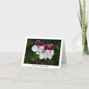 Regal Pelargonium Bloemen Collectible Groet Kaart