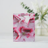 Regal Pelargonium Briefkaart (Staand voorkant)