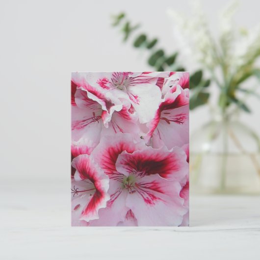 Regal Pelargonium Briefkaart (Staand voorkant)