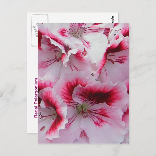 Regal Pelargonium Briefkaart (Voorkant / Achterkant)