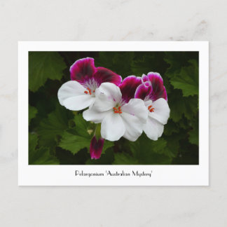 Regal Pelargonium Collectible Briefkaart
