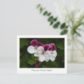 Regal Pelargonium Collectible Briefkaart (Staand voorkant)