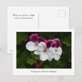 Regal Pelargonium Collectible Briefkaart (Voorkant / Achterkant)