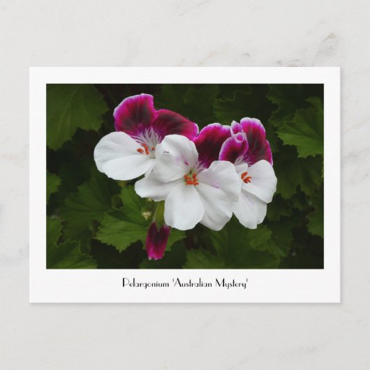 Regal Pelargonium Collectible Briefkaart (Voorkant)