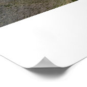 Regal Rainier Poster (Hoek)