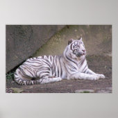 Regal Repose Poster (Voorkant)