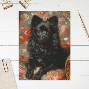 Regal Schipperke  Briefkaart