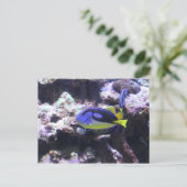 Regal Tang & Emperor Angelfish Briefkaart (Staand voorkant)