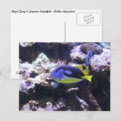 Regal Tang & Emperor Angelfish Briefkaart (Voorkant / Achterkant)