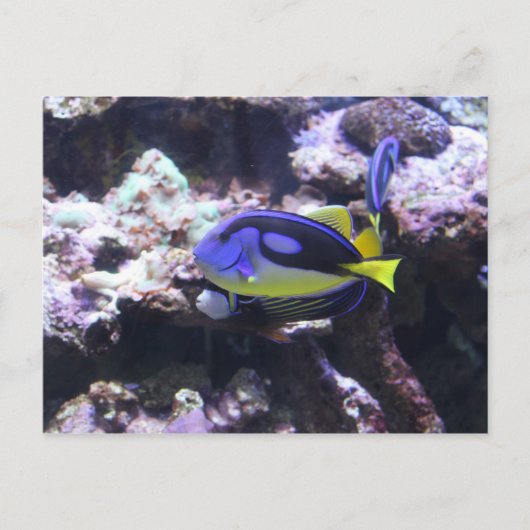 Regal Tang & Emperor Angelfish Briefkaart (Voorkant)