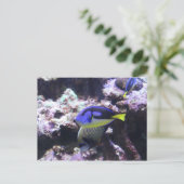 Regal Tang en keizer Angelfish # 2 Briefkaart (Staand voorkant)