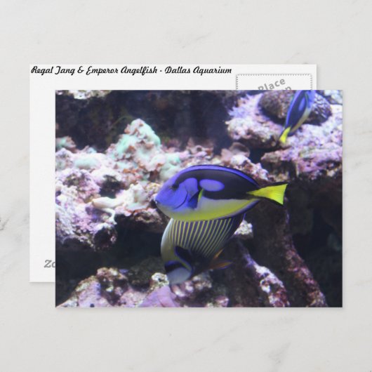 Regal Tang en keizer Angelfish # 2 Briefkaart (Voorkant / Achterkant)