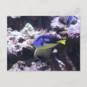 Regal Tang en keizer Angelfish # 2 Briefkaart (Voorkant)