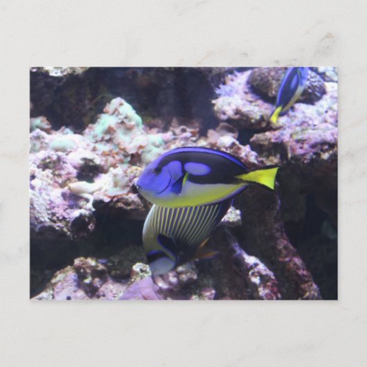 Regal Tang en keizer Angelfish # 2 Briefkaart (Voorkant)