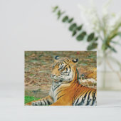 Regal Tiger Briefkaart (Staand voorkant)