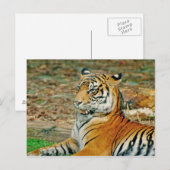 Regal Tiger Briefkaart (Voorkant / Achterkant)