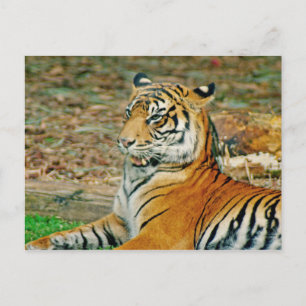 Regal Tiger Briefkaart