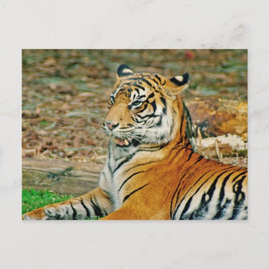 Regal Tiger Briefkaart (Voorkant)