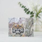 Regal Tiger in sneeuw Briefkaart (Staand voorkant)