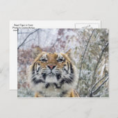 Regal Tiger in sneeuw Briefkaart (Voorkant / Achterkant)