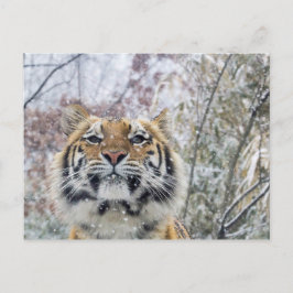 Regal Tiger in sneeuw Briefkaart