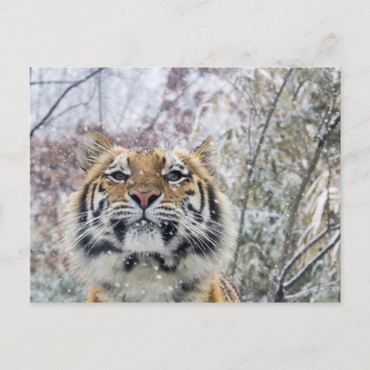 Regal Tiger in sneeuw Briefkaart (Voorkant)