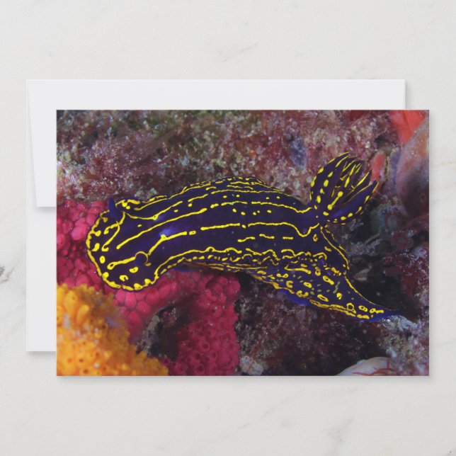 Regal Zee Goddess Nudibranch Felimare picta (Voorkant)