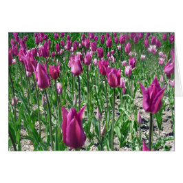 Regale Paarse Tulpen