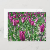 Regale Paarse Tulpen Briefkaart (Voorkant / Achterkant)