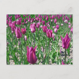 Regale Paarse Tulpen Briefkaart