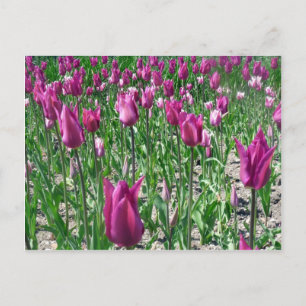 Regale Paarse Tulpen Briefkaart
