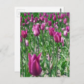 Regale Paarse Tulpen Briefkaart (Voorkant / Achterkant)