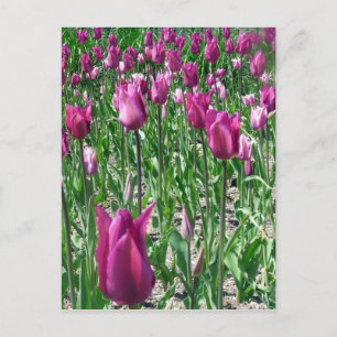 Regale Paarse Tulpen Briefkaart