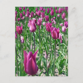 Regale Paarse Tulpen Briefkaart