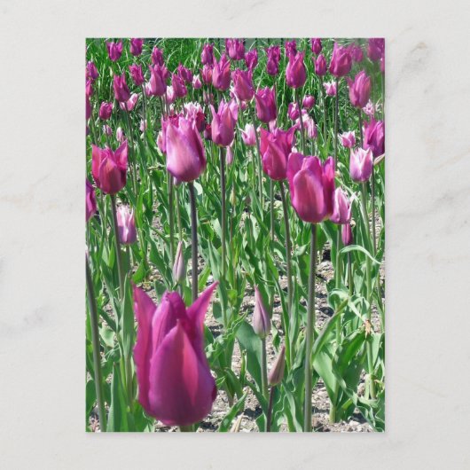Regale Paarse Tulpen Briefkaart (Voorkant)