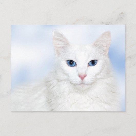 Regale witte kat briefkaart (Voorkant)