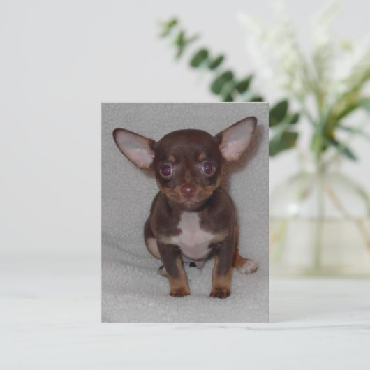 Regel 1 van Chihuahua Briefkaart (Staand voorkant)