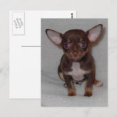 Regel 1 van Chihuahua Briefkaart (Voorkant / Achterkant)