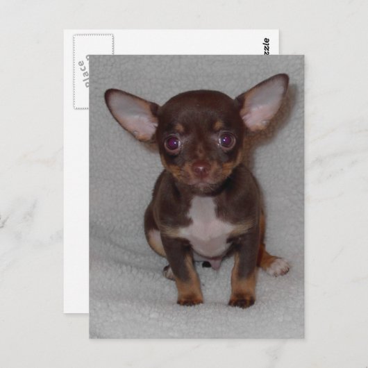 Regel 1 van Chihuahua Briefkaart (Voorkant / Achterkant)