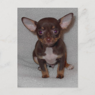 Regel 1 van Chihuahua Briefkaart