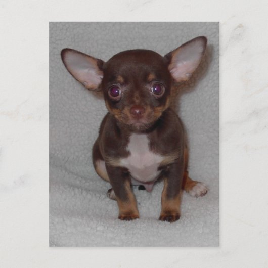 Regel 1 van Chihuahua Briefkaart (Voorkant)