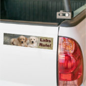 Regel voor Bumperstickers van labrador Retriever (Op Truck)