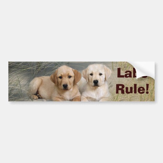 Regel voor Bumperstickers van labrador Retriever (Voorkant)